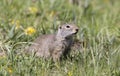 Uinta Ground Squirrel in Yellow Flowers