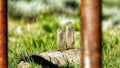 Uinta Ground Squirrel in Yellowstone National Park, Wyoming Montana. Small cute adorable animals. Northwest.