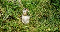 Uinta Ground Squirrel in Yellowstone National Park, Wyoming Montana. Small cute adorable animals. Northwest.