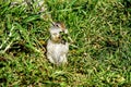 Uinta Ground Squirrel in Yellowstone National Park, Wyoming Montana. Small cute adorable animals. Northwest.