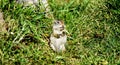 Uinta Ground Squirrel in Yellowstone National Park, Wyoming Montana. Small cute adorable animals. Northwest.