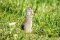 Uinta Ground Squirrel in Yellowstone National Park, Wyoming Montana. Small cute adorable animals. Northwest.