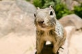 Uinta Groung Squirrel Royalty Free Stock Photo