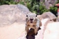 Uinta Groung Squirrel Royalty Free Stock Photo