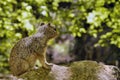 Uinta Groung Squirrel Royalty Free Stock Photo