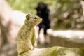 Uinta Groung Squirrel Royalty Free Stock Photo