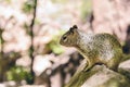 Uinta Groung Squirrel Royalty Free Stock Photo