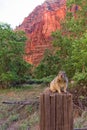 Uinta Groung Squirrel Royalty Free Stock Photo