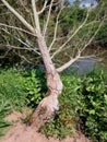 Uk Beaver Tree Damage on a footpath Devon uk