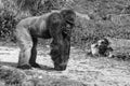 Male silver back Gorilla Royalty Free Stock Photo