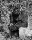 Male silver back Gorilla Royalty Free Stock Photo