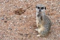 Meercat on guard Royalty Free Stock Photo