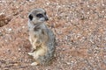 Meercat on guard Royalty Free Stock Photo