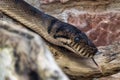 New guinea Amethystine Python