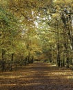 UK - Buckinghamshire - Burnham Beeches