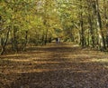 UK - Buckinghamshire - Burnham Beeches