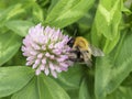 Uk Bumble Bee And Wild Flower.