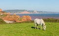 UK coast white pony and sandstone rock stacks Ladram Bay Devon England UK located between Budleigh Salterton and Sidmouth Royalty Free Stock Photo