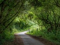 UK country lane in August. Tarka Trail, Devon. Royalty Free Stock Photo