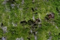 UK Cwmcarn Forest Tree Moss Macro Royalty Free Stock Photo