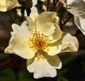 UK - Dogwood Rose