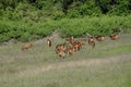 UK, England, Fallow Deer, Rural Scene, Deer