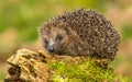 Hedgehog, native, wild UK hedgehog on green mossy log, facing left
