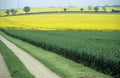 UK farmland. Winter wheat and oilseed rape crops Royalty Free Stock Photo