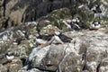 Puffins stand on cliffs close to their burrows Royalty Free Stock Photo