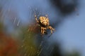 UK Garden spider (Araneus diadematus) with prey in web.
