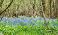 UK Habitats ancient coppiced woodland