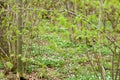 UK Habitats ancient coppiced woodland