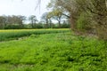 UK Habitats arable field edge Royalty Free Stock Photo