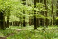UK Habitats beech woodland Royalty Free Stock Photo