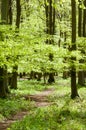 UK Habitats beech woodland