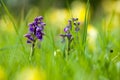 UK habitats species-rich grassland