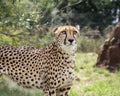 Cheetah in captivity, standing