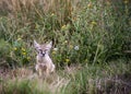 Corsac Fox cub