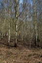 UK native habitats birch woodland