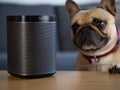 UK, October 2019: Sonos play black wireless speaker with pet dog looking