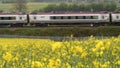 Uk railroad next to rapeseed field and sheep on another side under overcast rain. railway landscape