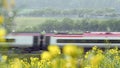 Uk railroad next to rapeseed field and sheep on another side under overcast rain. railway landscape