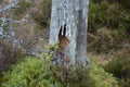 UK, Scotland, nature, hdr, rabbit on the tree Royalty Free Stock Photo