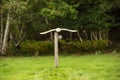 British Barn Owl in flight Royalty Free Stock Photo