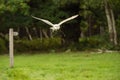 British Barn Owl in flight Royalty Free Stock Photo