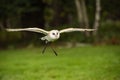 British Barn Owl in flight Royalty Free Stock Photo