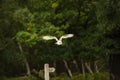 British Barn Owl in flight Royalty Free Stock Photo