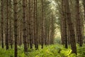 UK, Sherwood Forest, Nottinghamshire in October