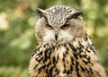 Eurasion Eagle Owl, in captivity