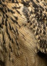 Feathers of the Eurasion Eagle Owl